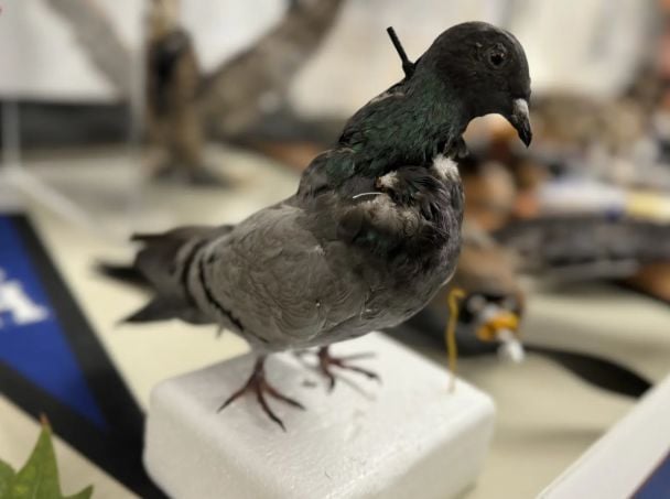 Зомби-дроны из тел мертвых птиц / Фото: New Mexico Tech