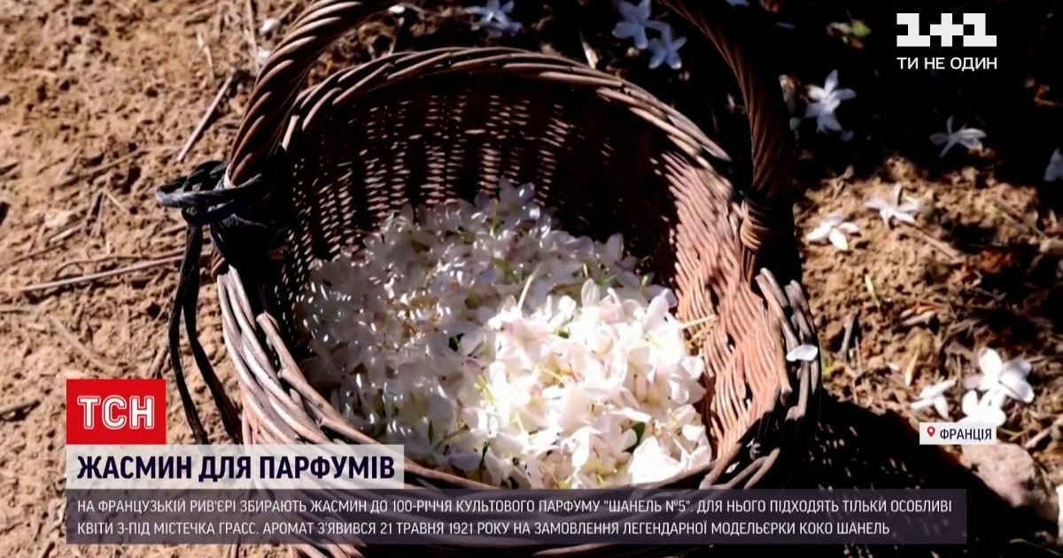За цими квітами шикуються в чергу: у Франції збирають жасмин до сторіччя улюблених парфумів Мерілін Монро