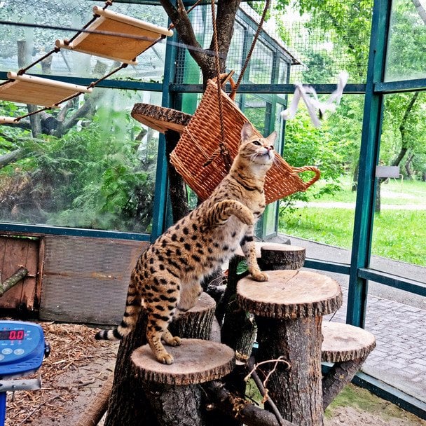 Черепаха і кіт на вазі: кумедні фото з Київського зоопарку "підірвали" мережу