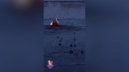 В Киеве спасатель провалился под лед, вытягивая лебедя