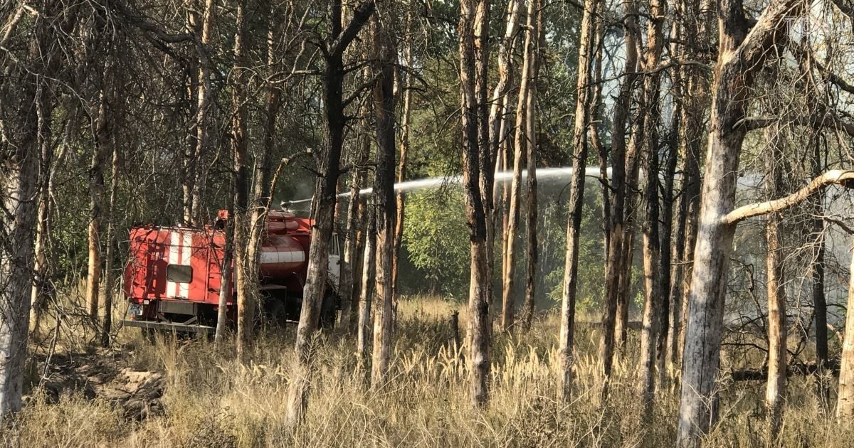 Неподалік метро "Лісова" горить лісова зона