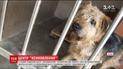 У Львові відкрили Центр всиновлення безпритульних тварин
