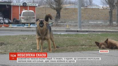 Бешеный пес покусал восемь человек в Николаеве