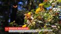 У Мексиці значно зросла популяція метеликів-монархів
