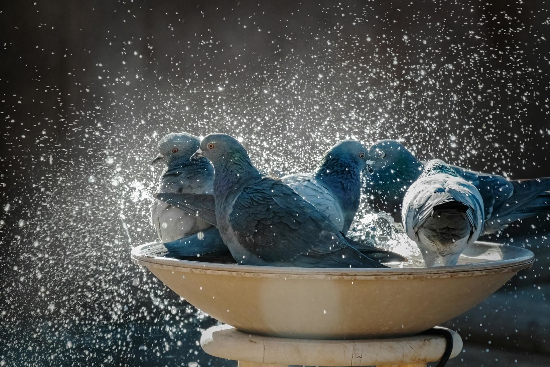 16 березня птахи купаються в калюжах до потепління / © Pexels