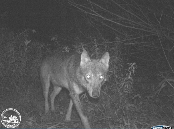 Фотоловушка Чернобыльского заповедника ночью зафиксировала волка / © Чорнобильський радіаційно-екологічний біосферний заповідник