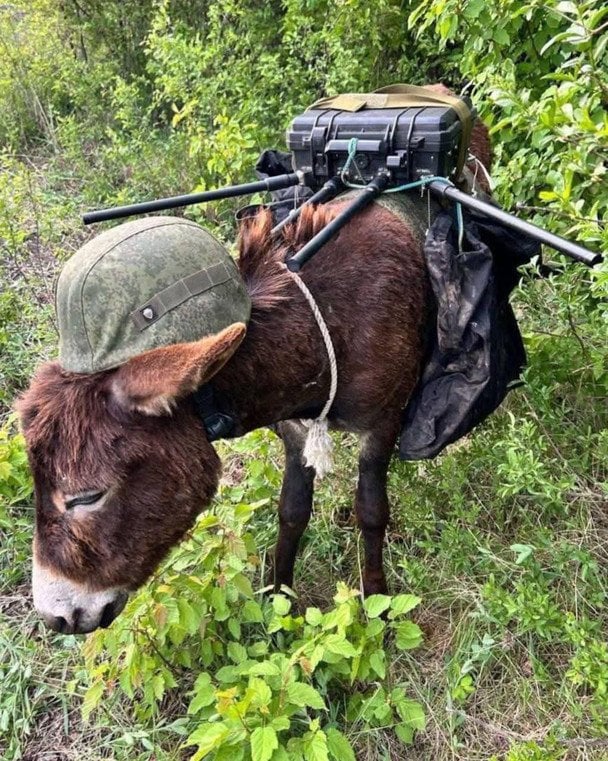 Осел в каске — новое оружие России на фронте: украинские военные в шоке