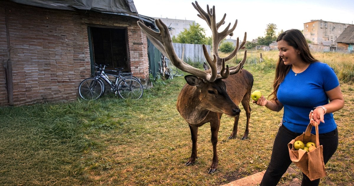 Олень Борис із Рівненщини