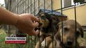 Прихистити, поки знайдуться господарі: притулки закликають брати врятованих тваринок