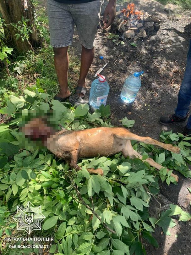  / © www.facebook.com/Патрульная полиция Львовской области