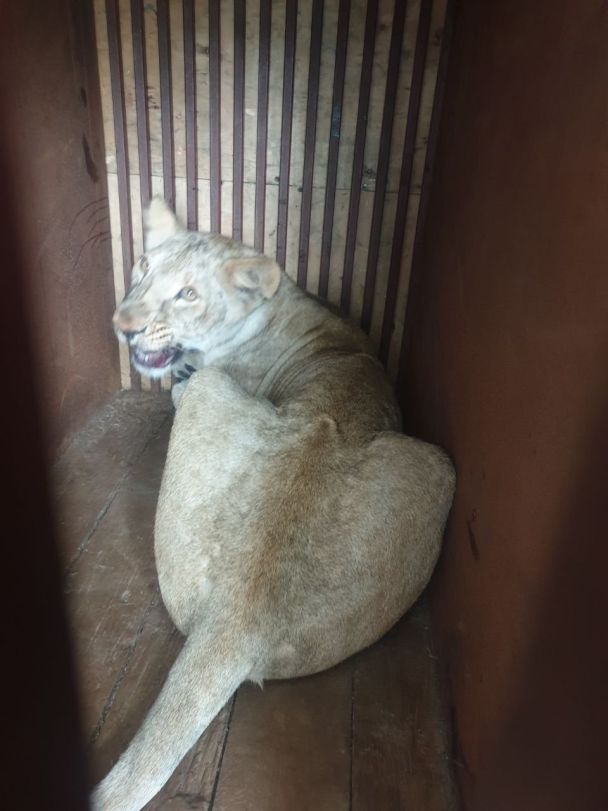  / © facebook.com/UAnimals.official