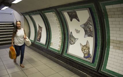 Музей котів у метро Британії та оригінальна акція найсексуальнішого онколога США. Позитиви тижня