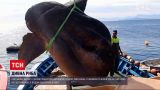 Новини світу: морському біологу з Іспанії пощастило дослідити гігантську рибу-сонце