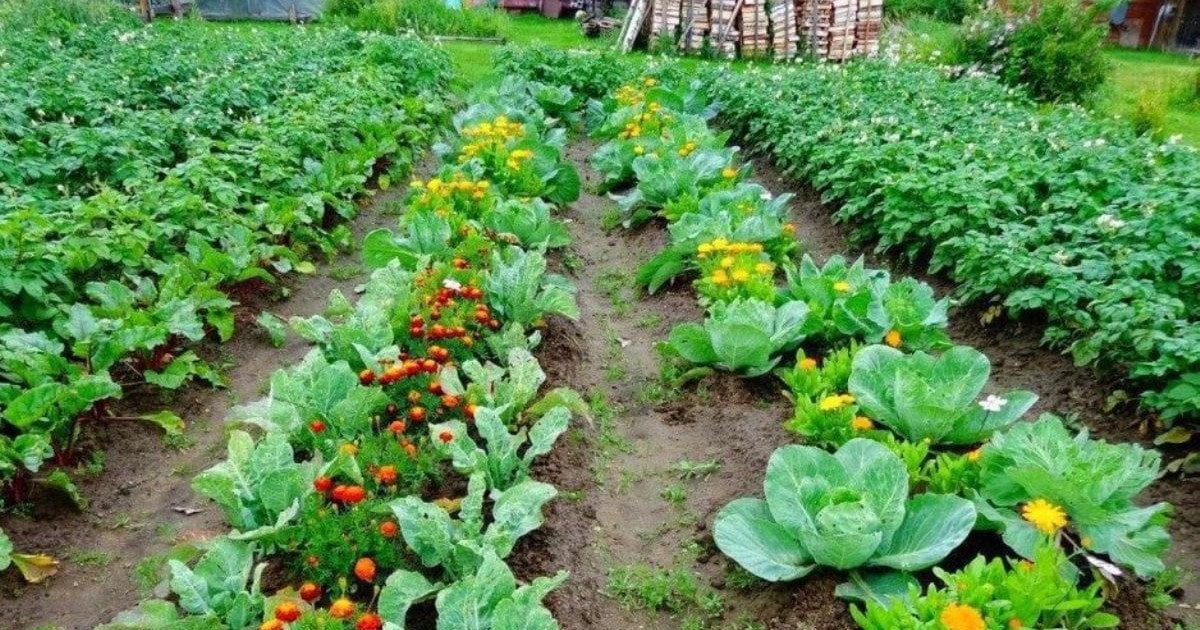 Что посадить у капусты от вредителей