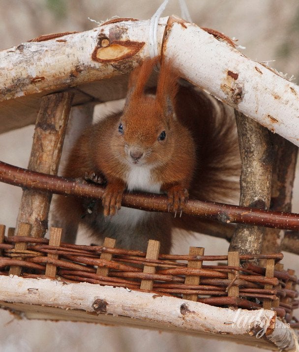 білка та годівничка / © Associated Press