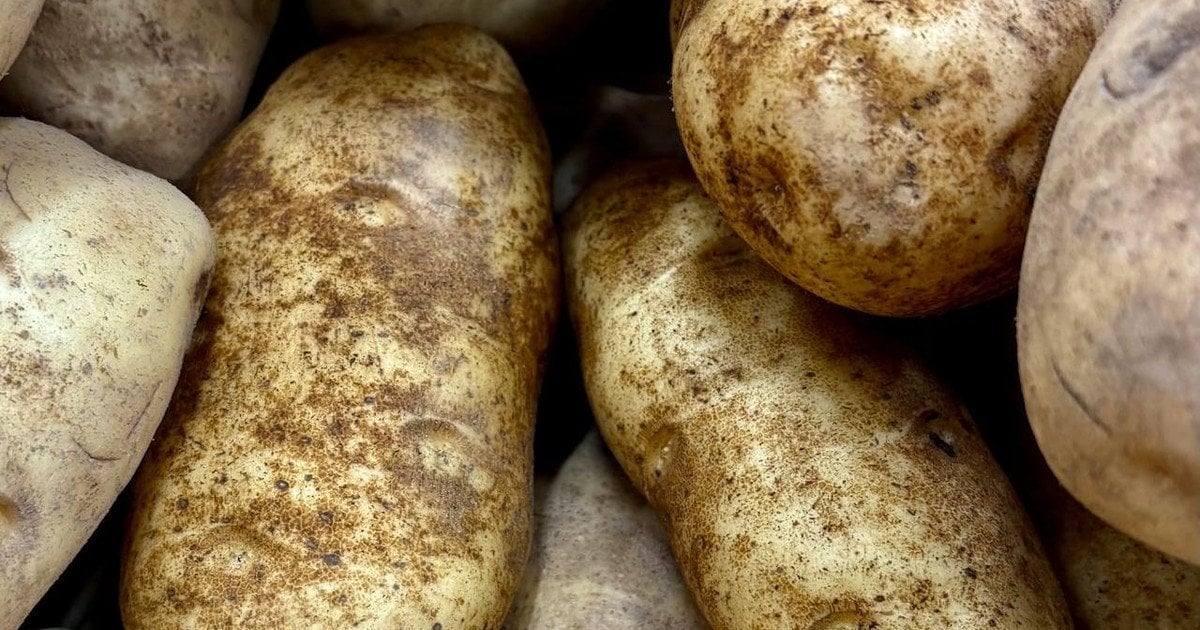 Як виростити багато картоплі з одного куща: найкращий сорт