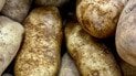 Як виростити багато картоплі з одного куща: найкращий сорт
