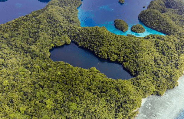Озеро медуз на островах Палау. / © Shutterstock