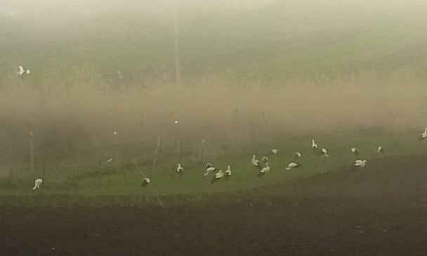 Лелеки / © Facebook/Іван Русєв