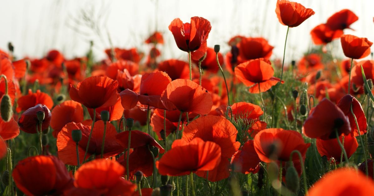 День пам'яті та перемоги над нацизмом у Другій світовій війні