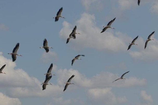 Лелеки / © Facebook/Іван Русєв