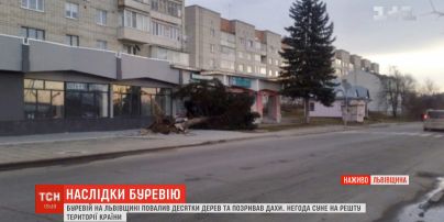 Сильний вітер у Львівській області повалив бігборди, викорчував дерева та позривав дахи