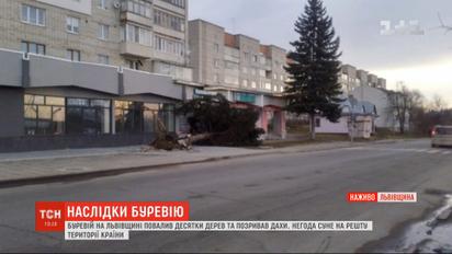 Сильний вітер у Львівській області повалив бігборди, викорчував дерева та позривав дахи