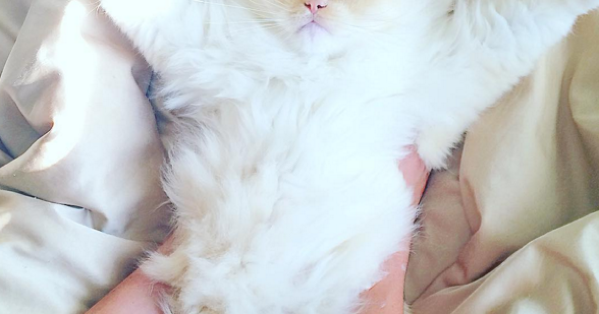 Скай любит нежиться и бездельничать / © instagram.com/sky_the_ragdoll