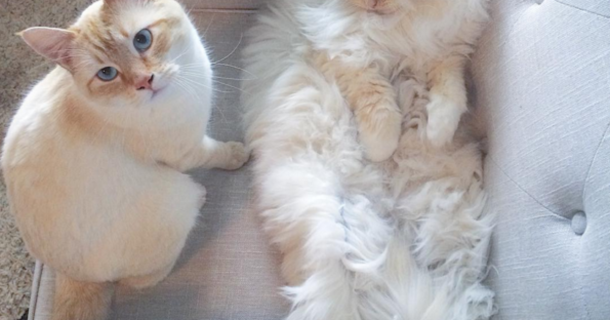 Скай любит нежиться и бездельничать / © instagram.com/sky_the_ragdoll