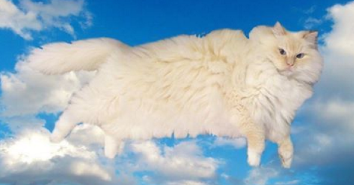 Скай любит нежиться и бездельничать / © instagram.com/sky_the_ragdoll