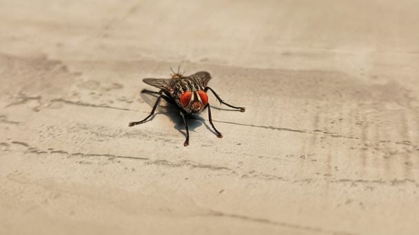 Как быстро избавиться от мух в доме в домашних условиях: несколько капель — и их не будет за одну минуту