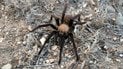 Тарантул