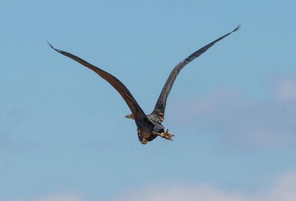 Руда чапля / © Facebook/Іван Русєв