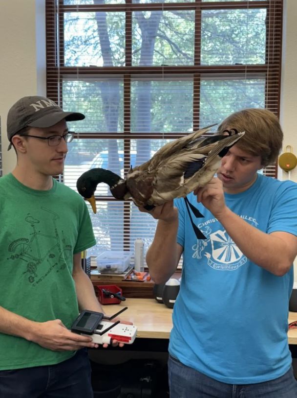 Зомби-дроны из тел мертвых птиц / Фото: New Mexico Tech