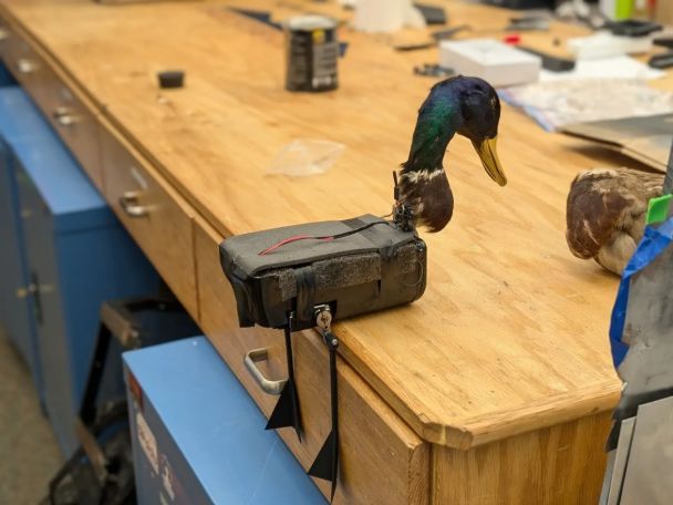 Зомби-дроны из тел мертвых птиц / Фото: New Mexico Tech