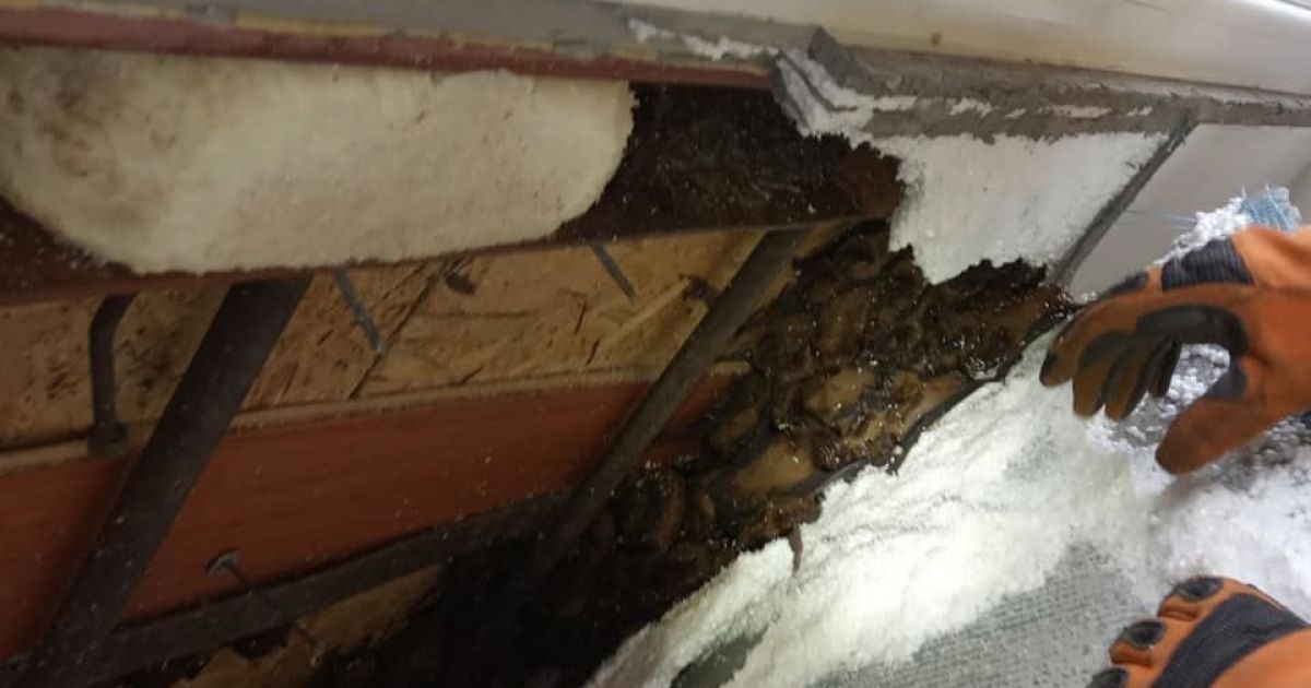 надзвичайники Дніпра вилучили з балкону квартири кажанів_1 / © Главное управление ГСЧС в Днепропетровской области