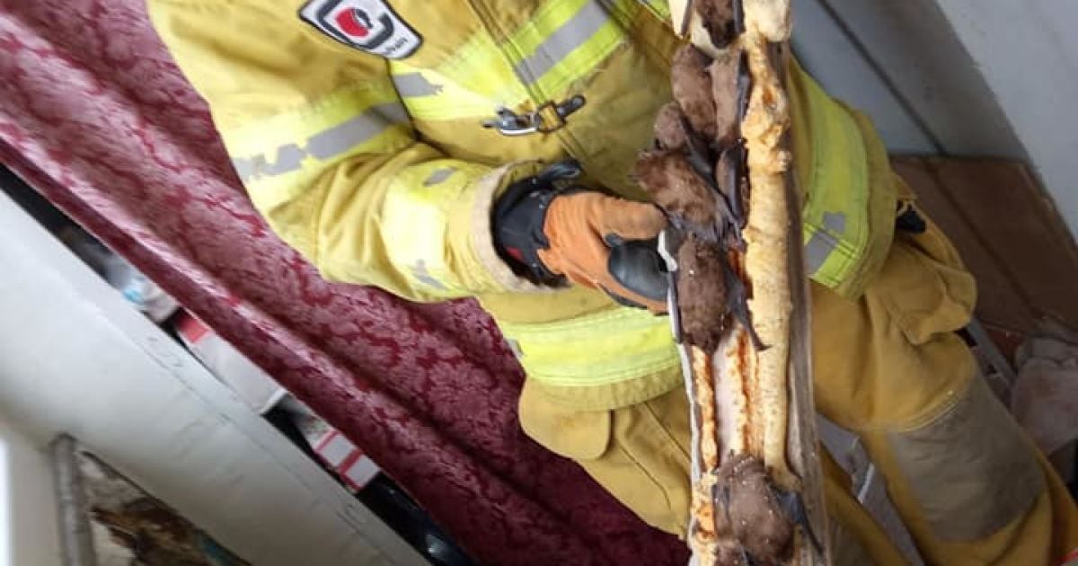 надзвичайники Дніпра вилучили з балкону квартири кажанів_3 / © Главное управление ГСЧС в Днепропетровской области