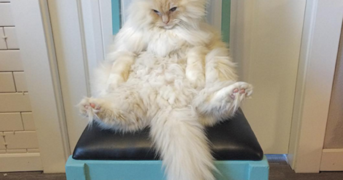 Скай любит нежиться и бездельничать / © instagram.com/sky_the_ragdoll