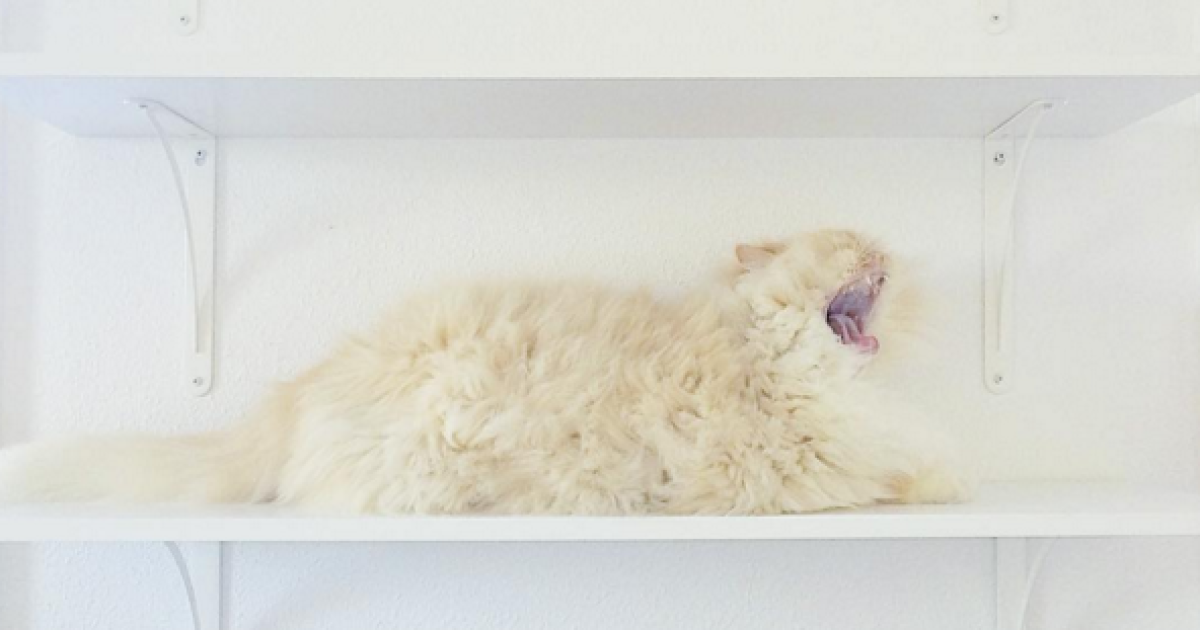 Скай любит нежиться и бездельничать / © instagram.com/sky_the_ragdoll