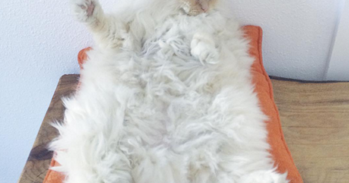 Скай любит нежиться и бездельничать / © instagram.com/sky_the_ragdoll