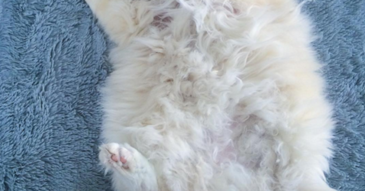 Скай любит нежиться и бездельничать / © instagram.com/sky_the_ragdoll