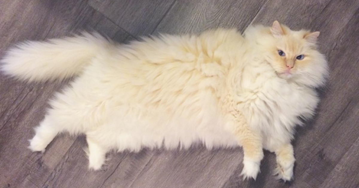 Скай любит нежиться и бездельничать / © instagram.com/sky_the_ragdoll