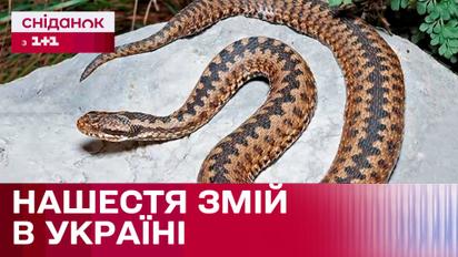 Змії усюди! Як не стати жертвою отруйного укусу?