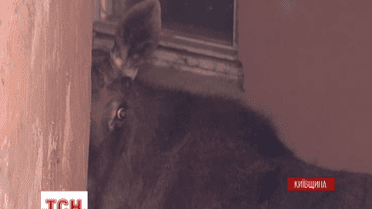 У Бучі лось налякав мешканців міста