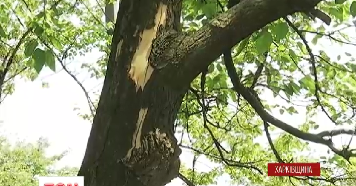 Родственники рассказали подробности гибели мальчика от удара молнии на Харьковщине