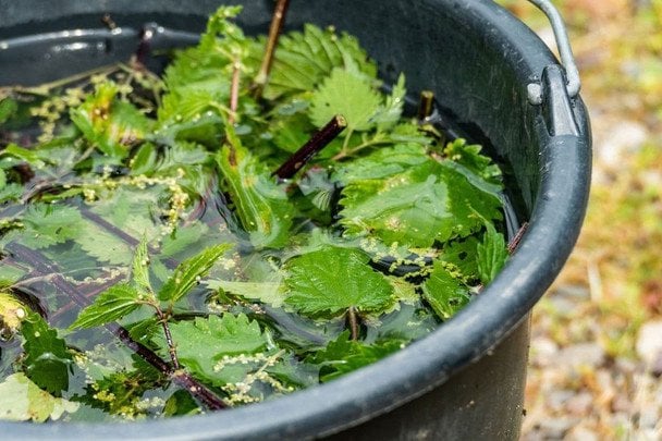 Удобрение из крапивы: огурцы растут, как на дрожжах, после такой подкормки