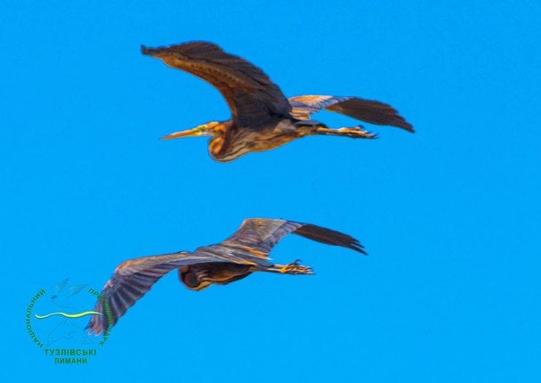 Руда чапля / © Facebook/Іван Русєв