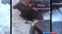 В российском Зареченске лось решил погреться у автомобилей