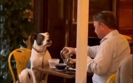 В Нью-Йорку господар повечеряв у ресторані зі своїм собакою і розчулив соцмережі: відео