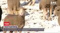 У французьких Альпах масово евакуюють овець